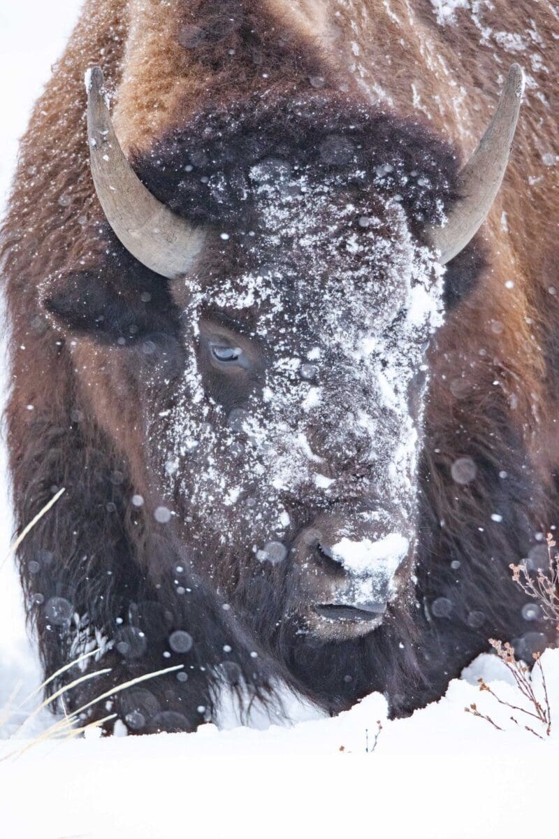 Bison Portrait 2 Vertical