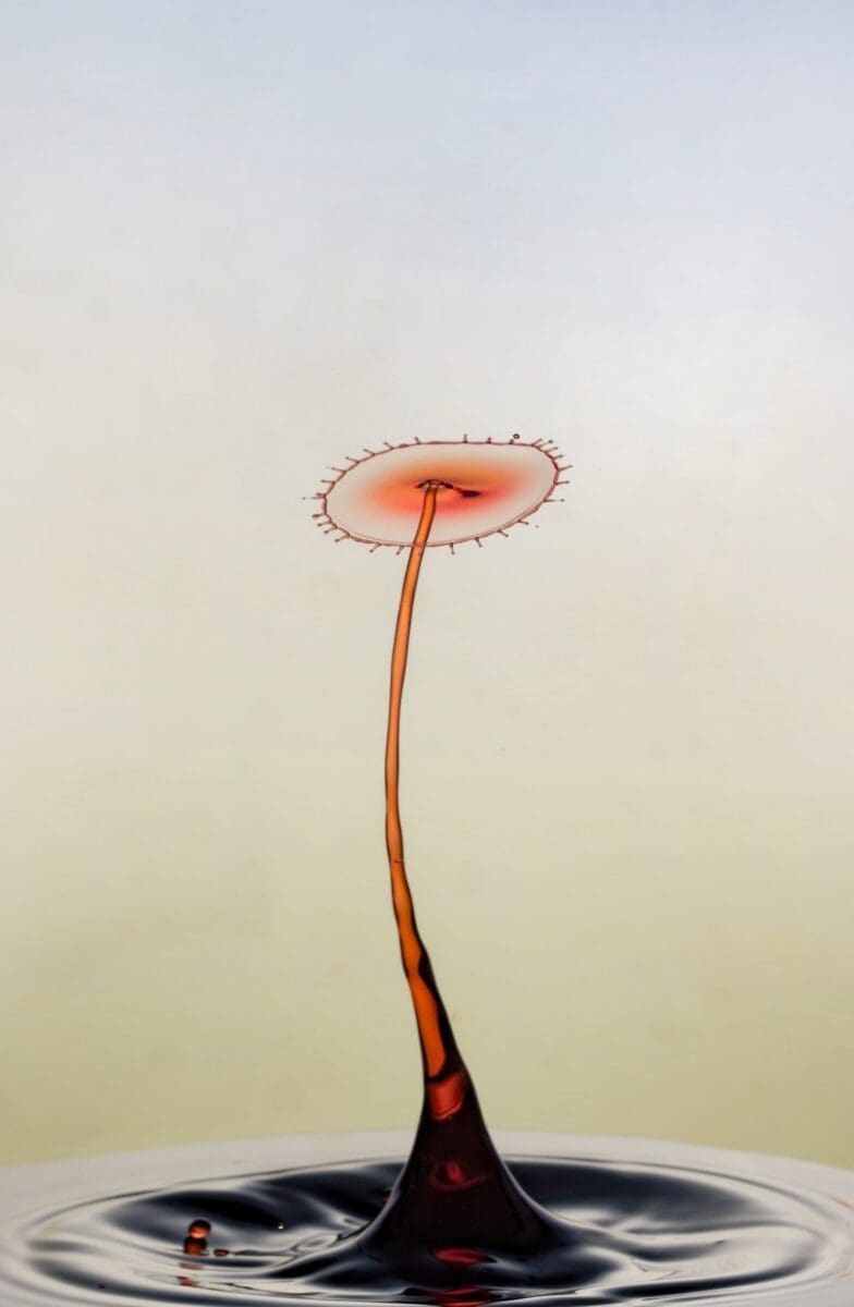 Liquid Dandelion