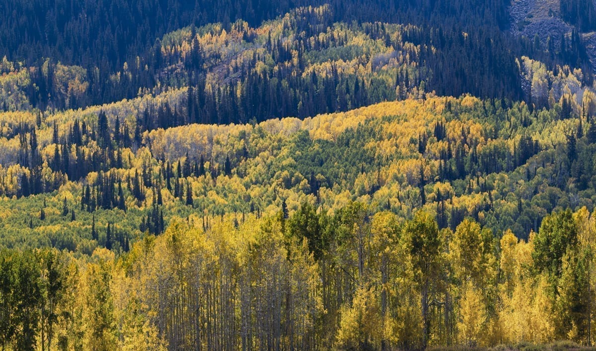 GP crop 3